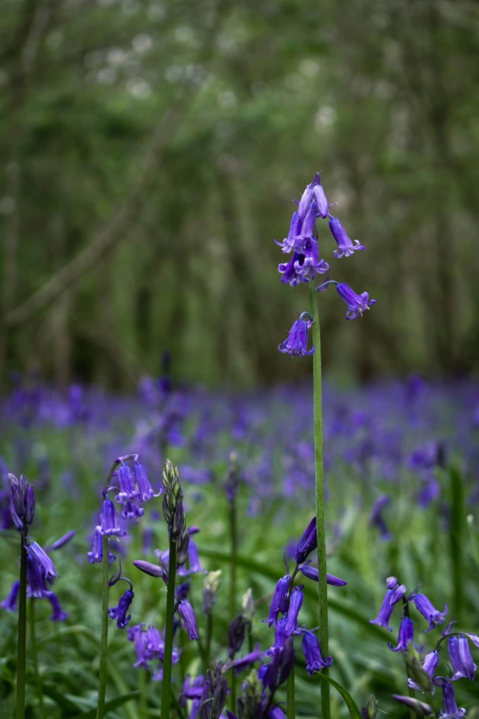a field full of purple flowers next to a forest